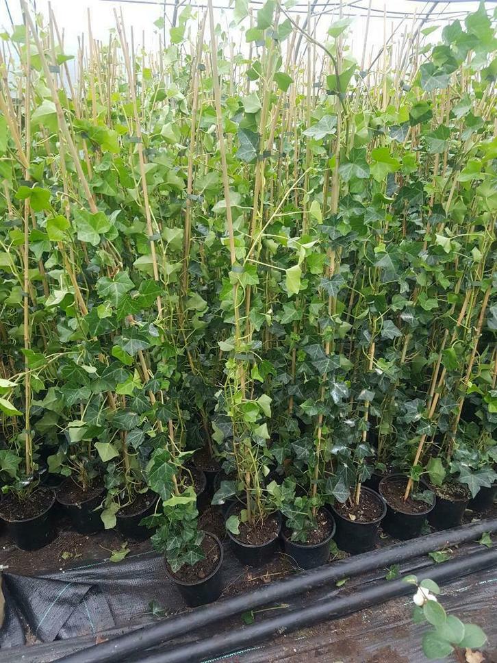 Hedera Hibernica klimop snelgroeiend 200cm gestokt voor €5,-, Tuin en Terras, Planten | Tuinplanten, Klimplanten, Vaste plant