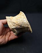 Mosasaurus - Fossiel bot - Mosasaurus Prognotodon (Zonder, Verzamelen