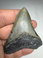 Haai - Fossiele tand - Tiburon Megalodon - 7.5 cm - 6.5 cm, Verzamelen, Mineralen en Fossielen