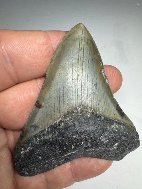 Haai - Fossiele tand - Tiburon Megalodon - 7.5 cm - 6.5 cm, Verzamelen, Mineralen en Fossielen