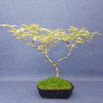 Japanese maple bonsai (Acer palmatum) - Hoogte (boom): 23 cm, Antiek en Kunst, Kunst | Schilderijen | Klassiek