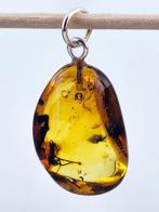 Adembenemende honing amber hanger – gedetailleerd mugfossiel, Antiek en Kunst