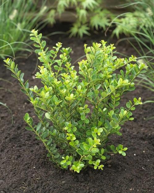 Japanse Hulst Ilex crenata Green Hedge Haag 15-20 Pot, Tuin en Terras, Planten | Struiken en Hagen