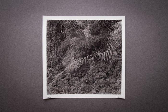 Francesco Mussida - Salgari, Antiek en Kunst, Kunst | Designobjecten