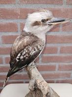 Kookaburra Taxidermie volledige montage - Dacelo, Verzamelen, Dierenverzamelingen, Nieuw