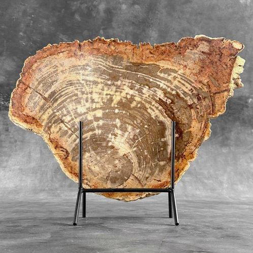 Indrukwekkend groot stuk versteend hout op een op maat, Antiek en Kunst, Kunst | Designobjecten