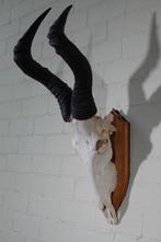 Hartebeest skull Schedel - Alcelaphus buselaphus - 45 cm -, Nieuw