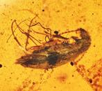 Birmese barnsteen - Fossiele cabochon - with a Detailed