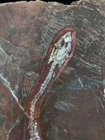 Fossiele plaatmatrix - BIG Keichousaurus sp. - 38 cm - 22.5