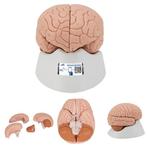 Anatomie model hersenen, 4-delig, Nieuw, Verzenden