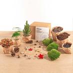 Planten terrarium pakket - Mini-kerstboom - 3 planten -  Nav, Verzenden