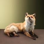 Vos Liggend Taxidermie Opgezette Dieren By Max, Verzamelen, Dierenverzamelingen, Ophalen of Verzenden, Nieuw, Wild dier, Opgezet dier
