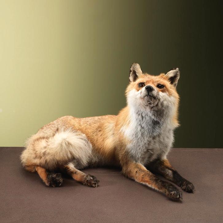 Vos Liggend Taxidermie Opgezette Dieren By Max, Verzamelen, Dierenverzamelingen, Opgezet dier, Nieuw, Wild dier, Ophalen of Verzenden