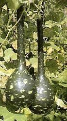 Amphora - basiseenheid Amphora, Ophalen of Verzenden, Nieuw