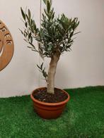 Olijf bonsai (Olea europaea) - Hoogte (boom): 48 cm - Diepte, Antiek en Kunst, Curiosa en Brocante