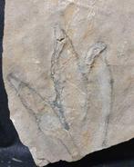 Gefossiliseerde voetafdruk - Grallator footprint - 13.5 cm -, Verzamelen