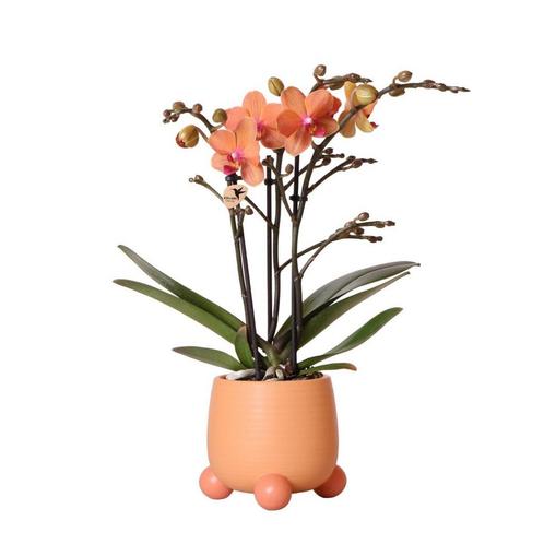 Kolibri Orchids | Oranje Phalaenopsis orchidee - Mineral Bol, Huis en Inrichting, Woonaccessoires | Wanddecoraties, Nieuw, Verzenden