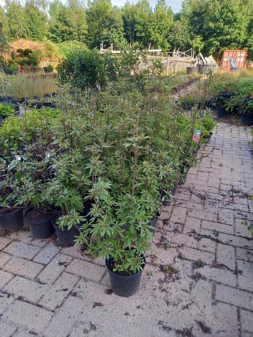 Vitex agnus Castus monnikspeper, Tuin en Terras, Planten | Struiken en Hagen, Ophalen