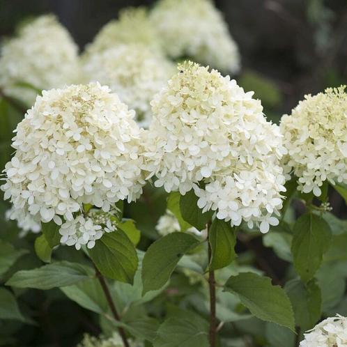 Hydrangea paniculata Grandiflora - 30-40 cm hoogte, Tuin en Terras, Planten | Tuinplanten, Ophalen of Verzenden