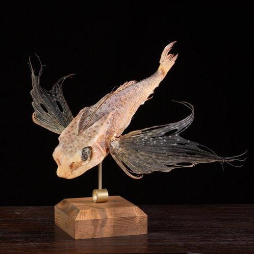 Kamer van curiositeiten – Wunderkammer-stijl van poseren van, Verzamelen, Dierenverzamelingen