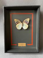Vlinder Taxidermie volledige montage - Lexias cyanipardus -, Nieuw