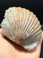 Zeer zeldzaam en groot fossiel van Pecten uit Japan - met