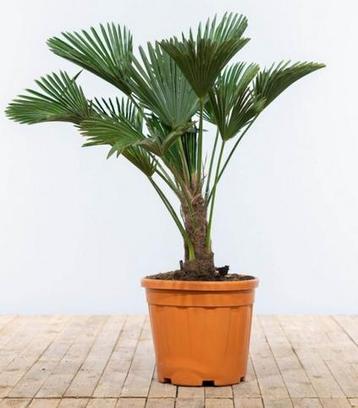 2 stuks! Wagner palm 20 cm stamhoogte Trachycarpus wagnerian beschikbaar voor biedingen