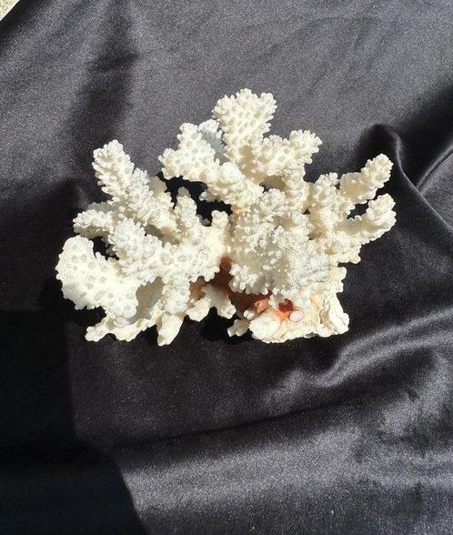 Koraal Koraal - Corallo bianco (Zonder Minimumprijs), Verzamelen, Dierenverzamelingen
