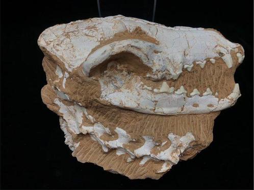 Vroege Wolfschedel - Fossiele schedel - Canis teilhardi - 25, Verzamelen, Mineralen en Fossielen