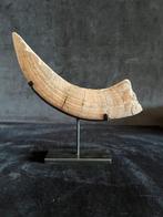 Nijlpaard - Fossiel bot - Hexaprotodon - 3 cm - 19.5 cm