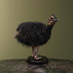 Struisvogel Kuiken Zwart Taxidermie Opgezette Dieren By Max, Ophalen of Verzenden, Nieuw, Vogel, Opgezet dier