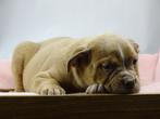 Old English Bulldog pups! t Gezonde type. Mogen direct mee!, Dieren en Toebehoren, Parvo, Nederland, 8 tot 15 weken, Bulldog