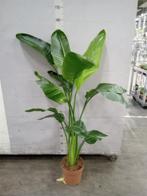 Strelitzia nicolai - Hoogte 150cm - Potmaat 24cm, Huis en Inrichting, Kamerplanten, Ophalen