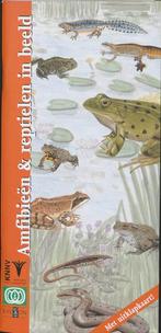 In beeld 8 - Amfibieen en reptielen in beeld 9789050111652, Boeken, Dieren en Huisdieren, F. Bos, Gelezen, Verzenden