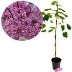 Cercis canadensis + pot 17cm, Tuin en Terras, Planten | Tuinplanten, Verzenden