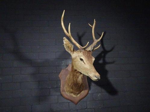 Large Red Stag - head-mount on shield - Taxidermie, Verzamelen, Dierenverzamelingen