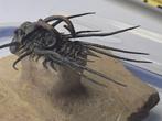 Trilobiet - Gefossiliseerd dier - Dicranurus Monstrosus