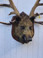everzwijn en Hert Elaphe - Taxidermie wandmontage - Sus, Nieuw