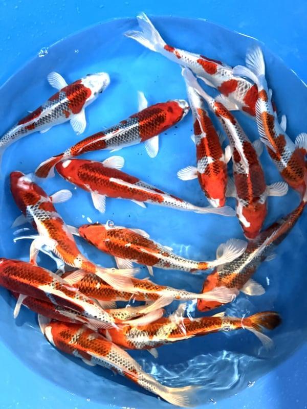 Hirasawa Marusei 24-28cm (Japanse Koi), Dieren en Toebehoren, Vissen | Vijvervissen, Karper of Koi