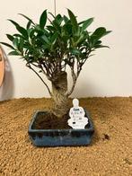 Vijgenboom bonsai (Ficus) - Hoogte (boom): 30 cm - Diepte