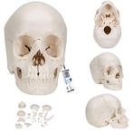 Anatomie model schedel osteopathie, 22-delig, topkwaliteit, Verzenden, Nieuw