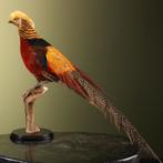 Goudfazant Taxidermie Opgezette Dieren By Max, Ophalen of Verzenden, Nieuw, Vogel, Opgezet dier