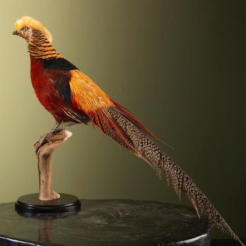 Goudfazant Taxidermie Opgezette Dieren By Max, Verzamelen, Dierenverzamelingen, Opgezet dier, Nieuw, Vogel, Ophalen of Verzenden