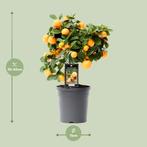 Citrus Calamondin - Ø15cm - 40cm, Verzenden, Nieuw