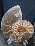 Beautiful big Ammonite - Gefossiliseerd dier - Aioloceras