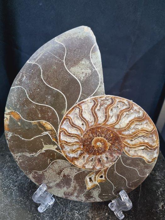 Beautiful big Ammonite - Gefossiliseerd dier - Aioloceras, Verzamelen, Mineralen en Fossielen