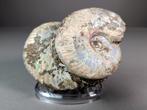 Irisserende ammonieten - Gefossiliseerde schelp -, Verzamelen