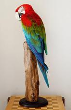 Ara met groene vleugels Taxidermie volledige montage - Ara, Nieuw