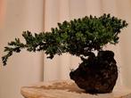 Jeneverbes bonsai (Juniperus) - Hoogte (boom): 8 cm - Diepte