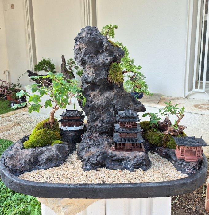 2 Juniper Itoigawa, 1 Maple, 1 Myrtle compositie - Hoogte, Antiek en Kunst, Curiosa en Brocante